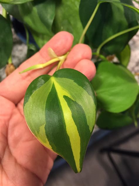 how to care for philodendron brasil